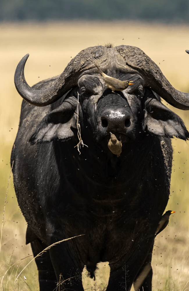 Buffalo1