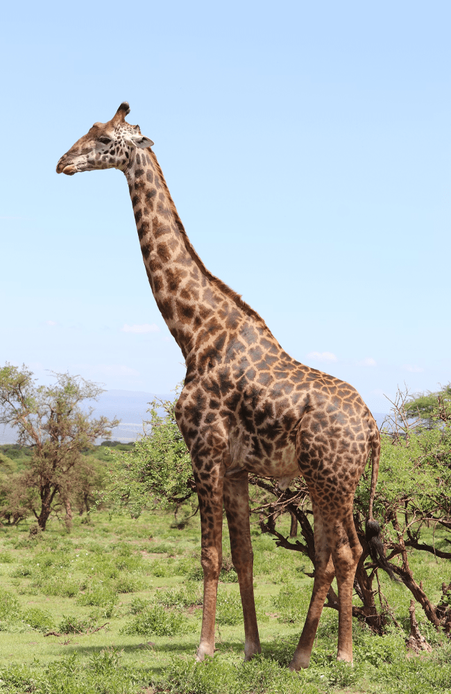 Giraffe-1