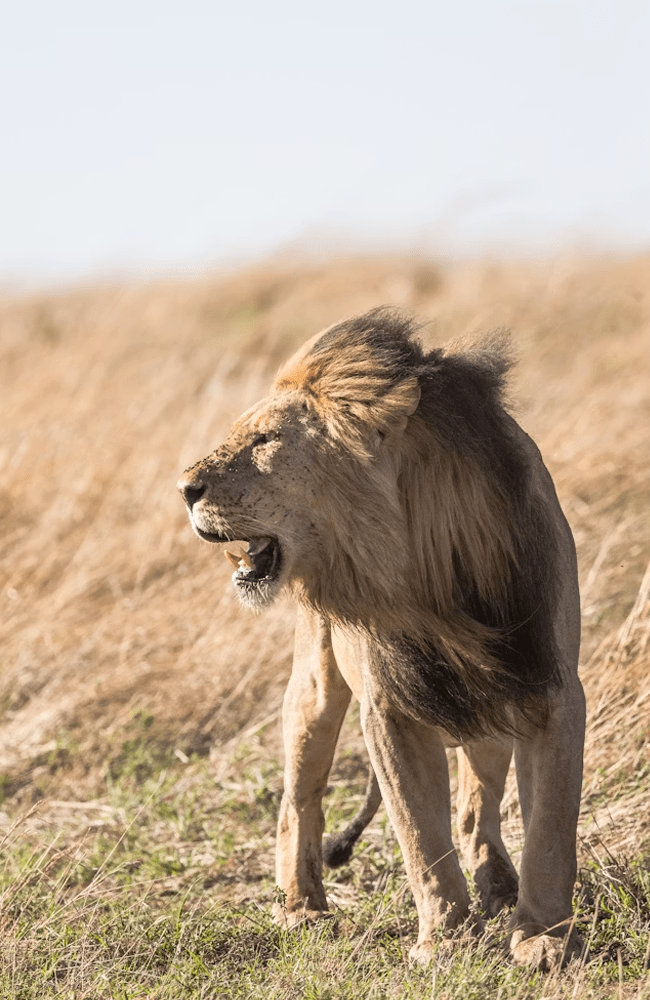 Lion-new