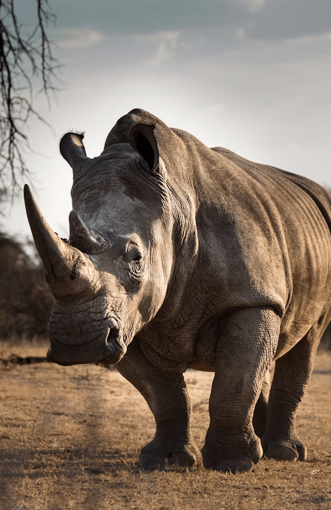 Rhino-1