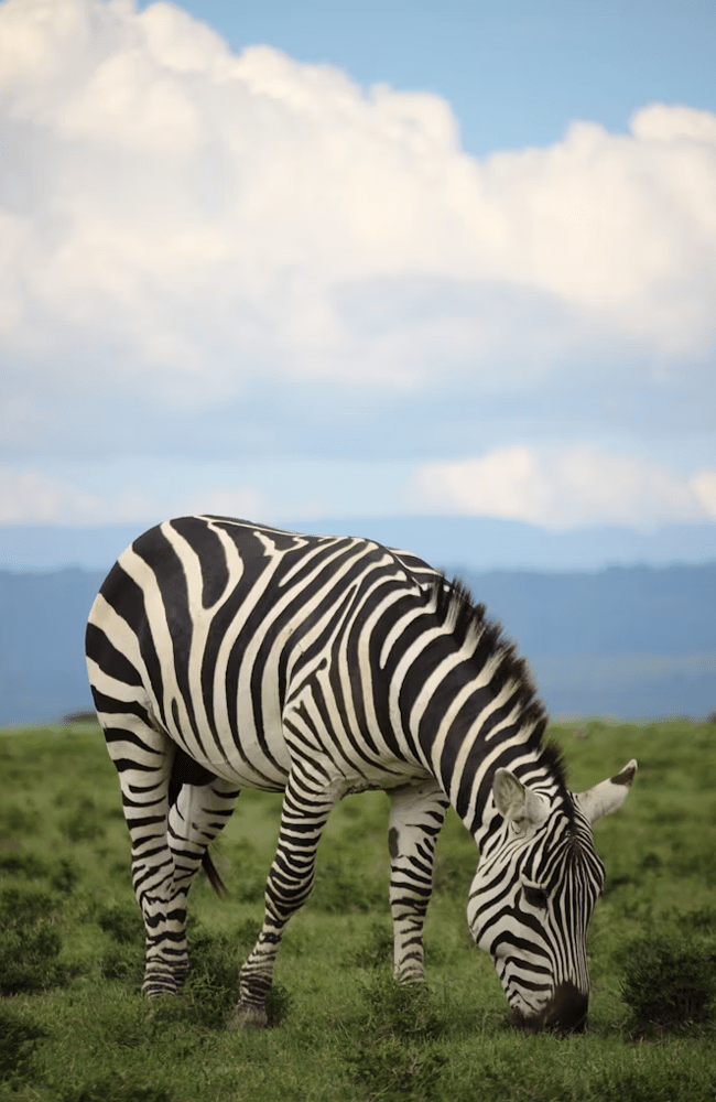 Zebra-1